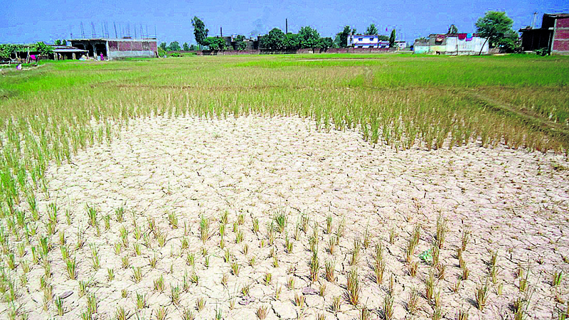 Drought hits rice plantation in Banke
